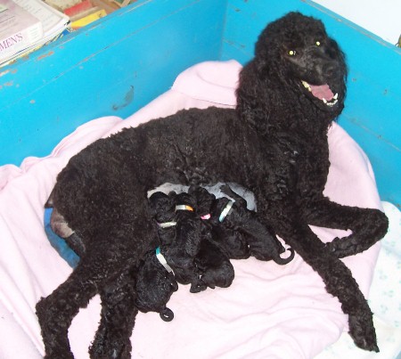 how long do poodles stay in labor